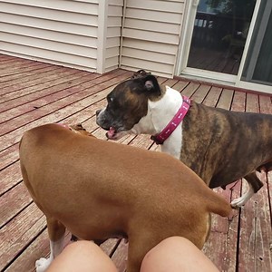 25K views · 378 reactions | Are your Boxers this jealous of each other? #boxerdogs DogMom | Its a Boxer Dog Life | Facebook