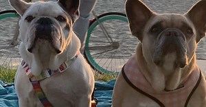 Société. Chien, chat, lapin... Faut-il vacciner son animal contre le Covid-19 ?