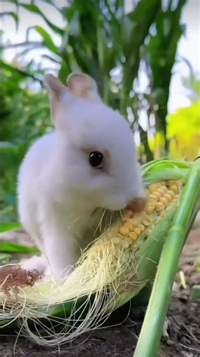 cute little bunny stealing 🌽#mycuterabbit #viral