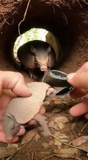 Hands Twisting Strap in a Tight Forest Den Closeup