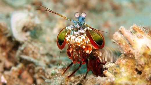 Peacock Mantis Shrimp Fact Sheet