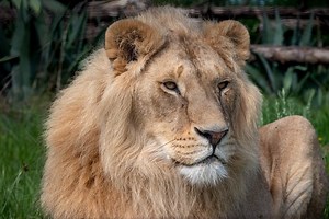 1.1K reactions · 71 shares | Meet the youngest residents at our LIONSROCK Big Cat Sanctuary (@lionsrockbigcatsanctuary)! The 5 #RomanianLions were rescued from a backyard breeder and brought to safety at our sanctuary last year. Let's check in to see how they're adjusting to their new life! © FOUR PAWS . . . #savelions #bigcats #savebigcats #lions #bigcatsanctuary #lionpride #wildlife #wildanimals #fourpawsusa | FOUR PAWS | Facebook