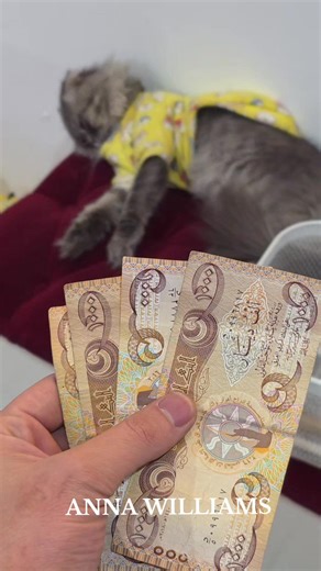 توصيل الفين فقط في العراق