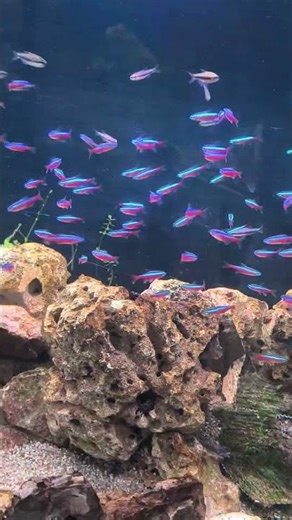 cardinal Tetra 🐠🐟🐠🐟🐠🐟 natural planted aquarium 🐠#aquarium #fishaquarium