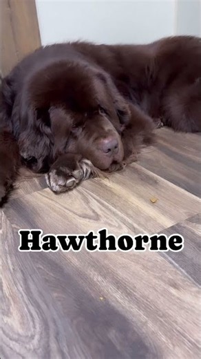 Meet the Family: Our Newfoundland Dogs #puppy #doggielife #cutedog #newfoundlanddog #doglife