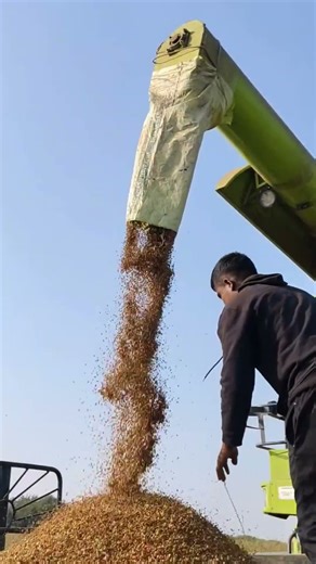 Toor dal Harvesting..✨ #karnataka #agricultureworldwide #agrifuture #trendingshorts #trendingreels