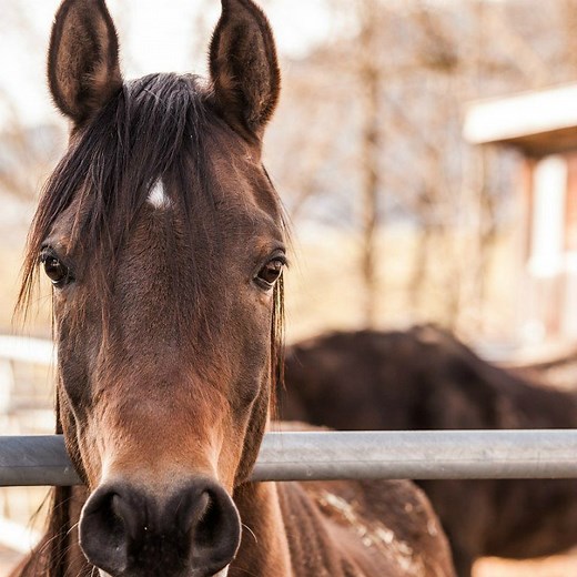Staller is the New Airbnb for Horses - PetsWeekly.com