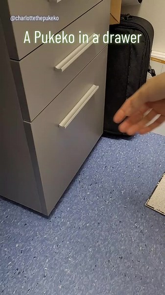 Meet Charlotte and Chadwyck: The Adorable Pukeko Duo