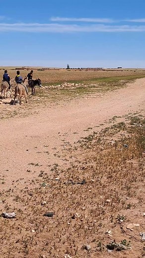 Enjoying a Scenic Ride with Friendly Donkeys