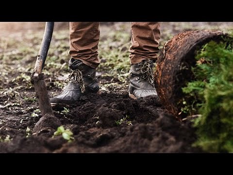 Ask an Arborist: Why Should I Plant in the Fall?