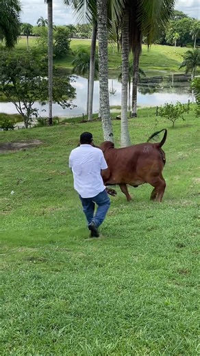 De princesa a terminator 👸🏽🥷#ganaderiasanrafael #brahmanrojo #cebu #caucasia #campocolombiano #parati #genetics #razapura #ganaderia #rojo #terminator #princesa #foto #cow #fy
