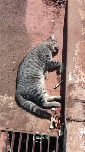 ANIMAIS COMUNITÁRIOS SÃO ENVENENADOS EM SABÁUDIA!