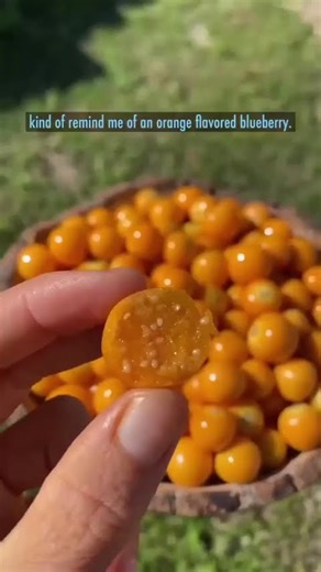 Mysterious about PHYSALIS