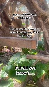 #SlothFact💤 Sleep Like a Sloth Sloths are some of the animal kingdom’s sleepiest residents, catching 15–20 hours of sleep a day! Their slow metabolism and leaf-based diet don’t give them a lot of energy, so rest is essential. Whether they’re hanging upside down or nestled in a tree nook, sloths spend most of their day snoozing in style. 🦷 Smile & Say "Leaves!" Sloths may look like they’re always smiling, but don’t let that calm face fool you—they’ve got some serious teeth! Sloths don’t have in