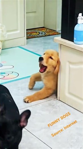 DOG LOGIC: 100% CHAOS, 0% THOUGHTS 🐾🤪#shorts #pets #cute #funny