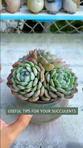 Beginner's Succulent Care: Easy Tips for a Beautiful Plant Garden | 다육이 | 多肉植物