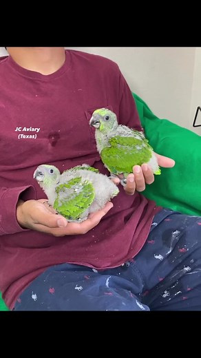 Adorable Baby Yellow Naped Amazon Parrots - Hand Feeding and Care