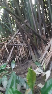 1.1M views · 6.5K reactions | Quái vật rừng già | Vo Minh Phung | Facebook