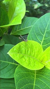 “Empusa Pennata 🦗😍– The Alien-Looking Praying Mantis of Nature”