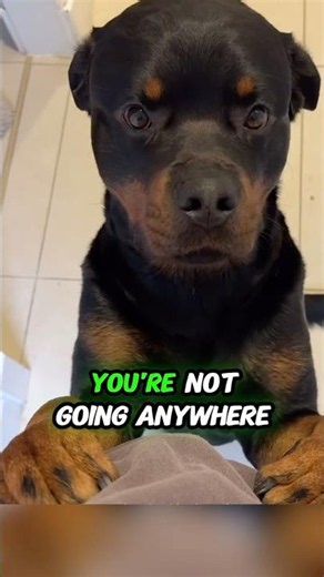 🐾 5 Reasons to Get a Rottweiler 😂🖤#rottweiler #dogshorts
