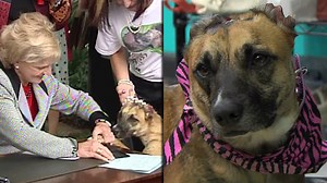 Susie, dog who survived horrific abuse, inspired tougher animal cruelty laws in NC, has died