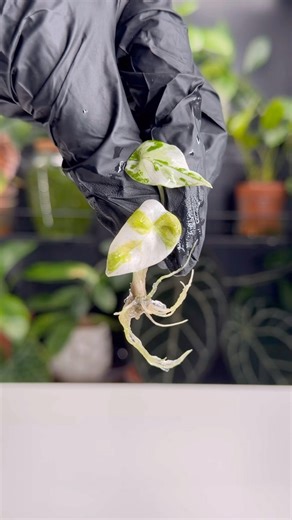 How to deflask a tissue culture plant