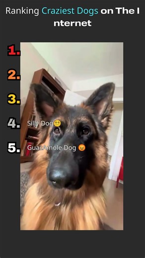 Ranking Craziest Dogs on The Internet