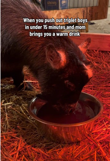 Caring for Pygmy Goats: Birth and Nutrition