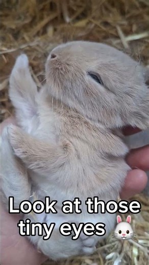 Baby Rabbit Opening Its Eyes 🐰