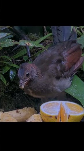 Young Chachalaca Descends On Panama Fruit Feeder Cam With Adults