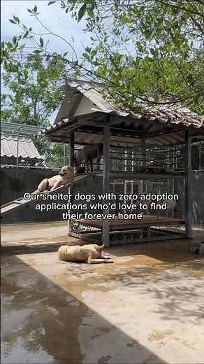 These dogs have zero applications… and we can’t understand why ❤️ #rescuedog #adopt #pets #dogshorts