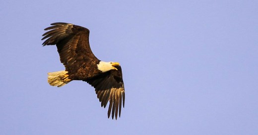 Saving the Eagles in North Texas