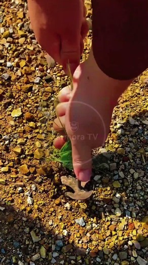 Taproot Extraction: Manual Weed Removal with a Long-Tipped Hand Trowel! 🌿🌱 #farmoratv #nature #asmr