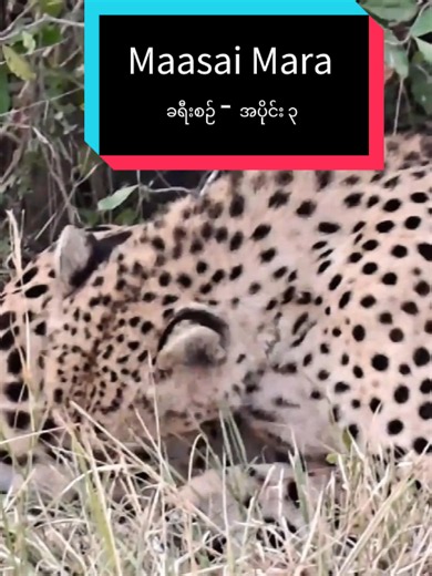 Maasai Mara ခရီးစဉ် - အပိုင်း ၃ 🇰🇪🐆 We Finally Found a Cheetah! 🐆 | Maasai Mara Safari — Part 3 Burmese below > Waking up before sunrise was 100% worth it. 🌅🇰🇪 We started our morning deep inside Maasai Mara, searching the wild with absolutely no idea what we might find. Then our guide spotted something hiding around the bushes… a CHEETAH! 🐆🔥 Finding these animals isn't easy — and that's exactly what makes a real safari so exciting. Every search, every surprise and every encounter feels 