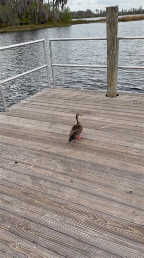 Angry 😡 birds 🦢 🦆