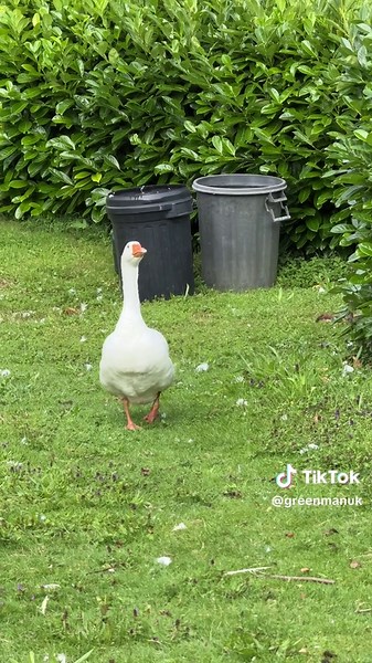 Stoat vs goose #smallholding #selfsufficiency #homesteading #gardening #chickens