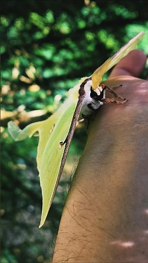 This is a Luna Moth, one of the largest moths in North America! #WildlifeEducation #LunaMoth