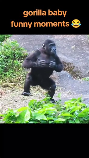 funny moments of gorilla baby #funnybaby #funnymoments #funnygorilla #funnymonkey #funnyanimals #gorilla #monkey #animals #funnyvideos #baby #trending #funny #viral #fyp #fy