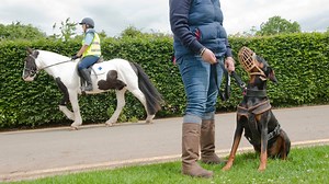 Muzzle Training | Blue Cross
