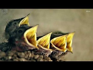 ツバメの子育て しぜんとあそぼ（ＮＨＫクリエイティブ・ライブラリーより、No.0021）