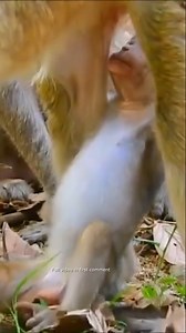 Baby monkey has grown up but clinging to mother like glue makes 6other monkey very angry Full video in first Comment ! | Monkey BC