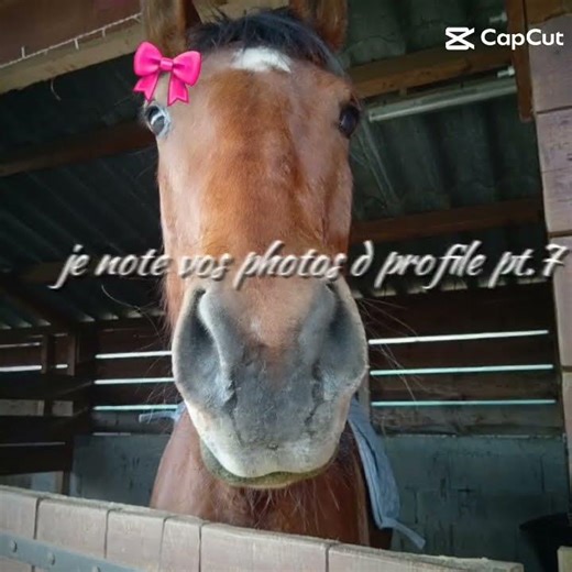 #abonne #horse #equestrian #cheval