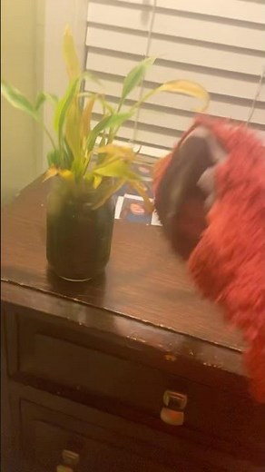 elmo world strings kids