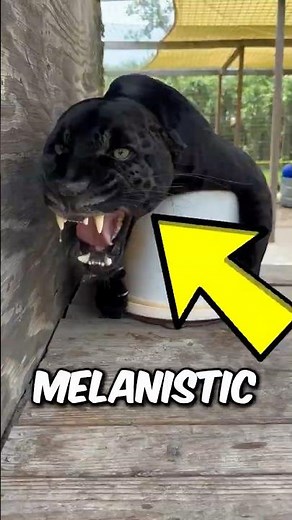 Top 3 Beautiful Black Animals 🖤😱 #black #dark #animals
