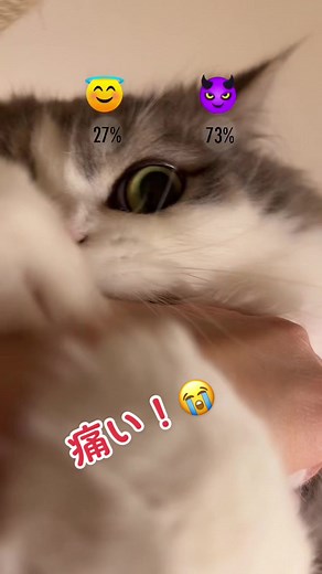 天使か悪魔？猫の噛み癖を探る