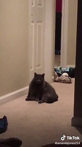 130K views · 2.2K reactions | Chubby Cats on Reels | Facebook