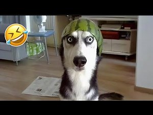Hilarious Cat🐈And Dogs 🐶 Compilation | TRY NOT TO LAUGH – Funny Animal Moments 😂