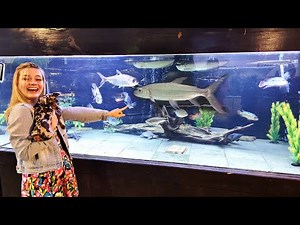 Goliath Tiger Fish Facts and Update Plus Brittany's Favorite Fish