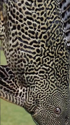 Alien Fishing Hunting 🐠#fishing #hunting #shorts