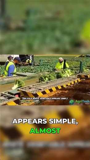One Wrong Temperature Ruins Millions of Cauliflower #agriculture #farming